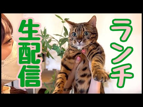 【ランチ生配信9/13】まだまだ残暑厳しいですが猫でも見てほっこりしませんか？生配信📹(YouTube)