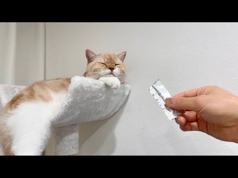 爆睡してる猫に大好物を近づけてみたら反応がかわいすぎましたw(YouTube)