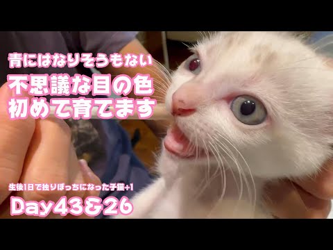 とても不思議な目の色をした子猫初めて育てます ブルーやグリーンにはならないなぁ 生後1日で独りぼっちになった子猫+1 Day43＆26  【2023 09 28-1】(YouTube)