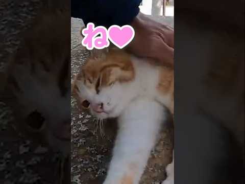 こんな引き留め方されたら……#shorts(YouTube)