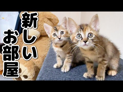 新しいお部屋に興奮とワクワクが止まらない子猫たちが可愛すぎる…！(YouTube)