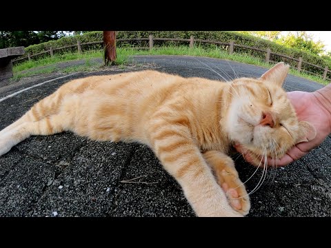 アメショー柄の茶トラ猫がコテンと寝転んでうずまき模様を見せてきた(YouTube)