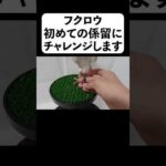 フクロウ初めての係留にチャレンジします(YouTube)