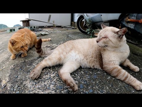 人間にはモフられて、茶トラ猫には尻尾で遊ばれてイライラするシャム猫(YouTube)