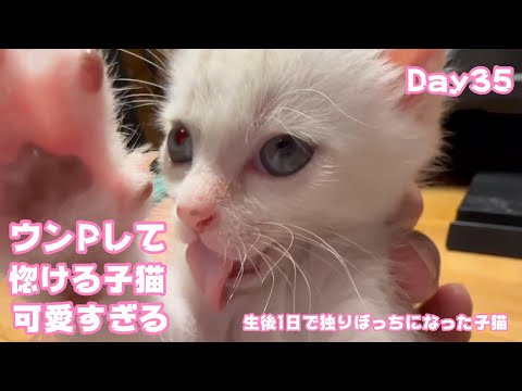 ウンPして上目使いで惚ける子猫が可愛すぎます 生後1日で独りぼっちになった子猫 Day35　【2023 09 20-1】(YouTube)