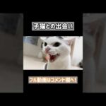 子猫との出会いで威嚇しまくる先住猫 #shorts(YouTube)