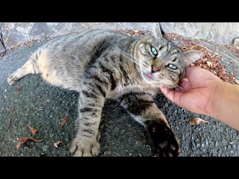 丸々と太ったキジトラ猫が大きなお腹を放り出して寝転がる(YouTube)