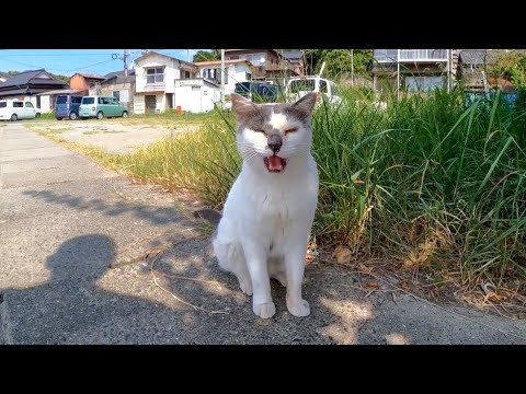 猫島で歩いていると道端にいた猫がモフられにきた(YouTube)