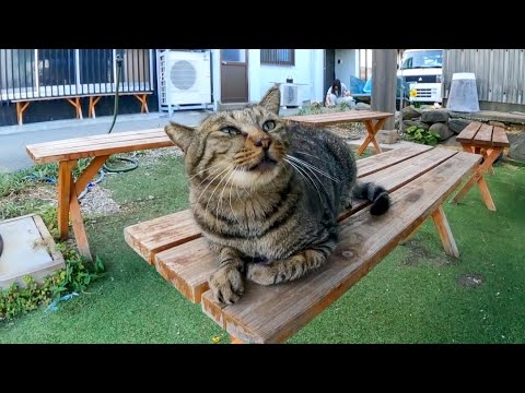 誰もいない猫島の屋台に座っていた猫を撫でる(YouTube)