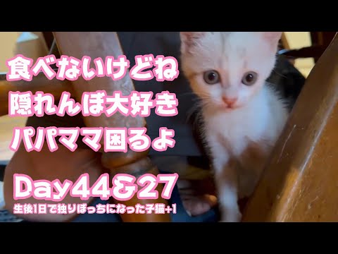 2023 09 29 2 食べないけど隠れんぼ大好き パパママ困ってますからwww 生後1日で独りぼっちになった子猫+1 Day44＆27(YouTube)