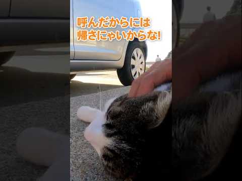 「しょうがにゃいから構ってあげるにゃ…」#shorts(YouTube)