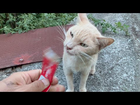脱走して１カ月半の猫を連れ戻すまで(YouTube)