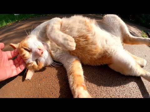 ウォーキングロードで寝そべる茶シロ猫とサビ猫の年の差猫カップル(YouTube)