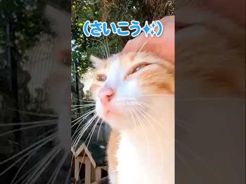甘えているところに子猫が現れて…！？#shorts(YouTube)