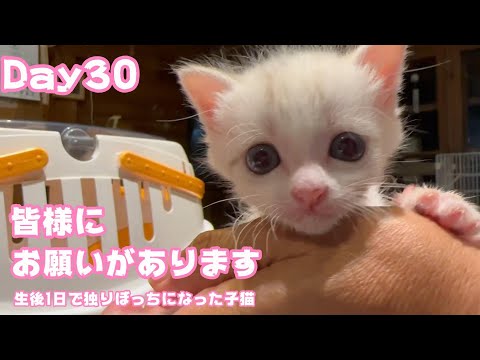 皆様にお願いがございます 生後1日で独りぼっちになった子猫 Day30　【2023 09 15-1】(YouTube)