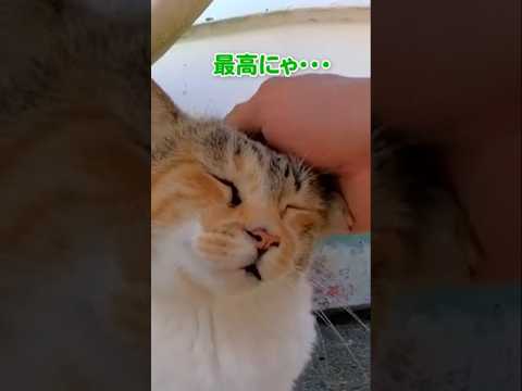日陰から呼び止める声が聴こえて…(YouTube)