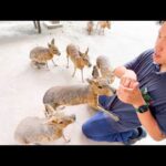 園内の餌やり体験を網羅するといくらかかる？？(YouTube)