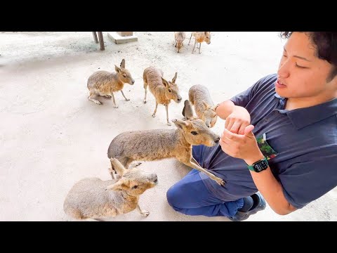 園内の餌やり体験を網羅するといくらかかる？？(YouTube)
