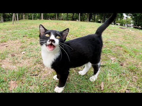 無邪気なハチワレ子猫ちゃんと一緒に芝生で遊ぶ(YouTube)