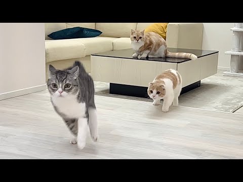 深夜3時に家中を追いかけっこしはじめた猫たちが大変なことになりました…(YouTube)