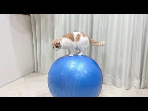 初めて猫がバランスボールに乗った来反応がかわいすぎましたwww(YouTube)