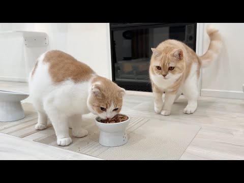 自分のごはんを弟に横取りされちゃったときの兄猫の反応がかわいすぎました…笑(YouTube)