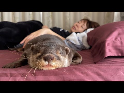 ママを起こしに来たはずが眠くなっちゃうカワウソしゃもじ(YouTube)