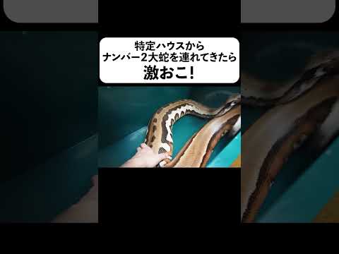 特定ハウスからナンバー２大蛇を連れてきたら激おこ(YouTube)