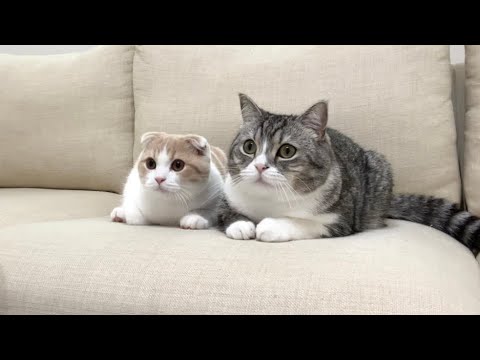 猫と一緒にホラー映画を見たら怖すぎてまさかのこうなっちゃいました…(YouTube)