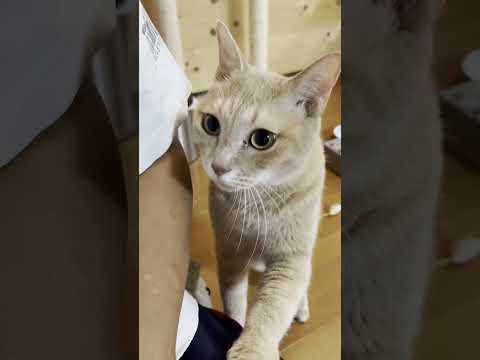 ごはんを催促してきたのに・・・？(YouTube)