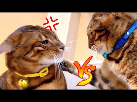 怒りで耳がなくなるほど飼い主の取り合いをする親子猫さん(YouTube)
