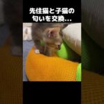 子猫と先住猫の匂いがついたものを交換すると… #shorts(YouTube)