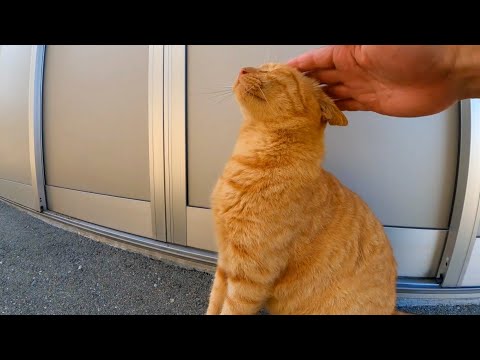 猫島で出会った茶トラ猫ちゃん、ベンチに座ると隣に座ってきてカワイイ(YouTube)