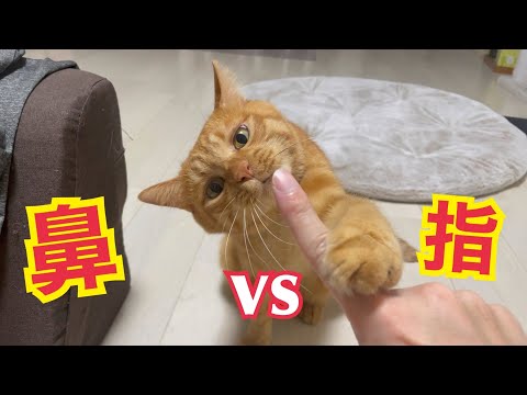 猫の鼻を触りたい飼い主と指を舐めたい猫(YouTube)