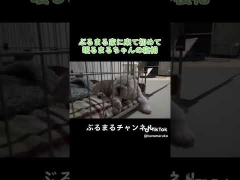 寝方がすごい生後3ヶ月の子犬ww #犬 #子犬 #ブルドッグ #寝相(YouTube)
