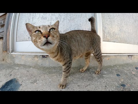 人懐っこい大人猫をモフっていら、ビビりな子猫が様子を見に来た(YouTube)