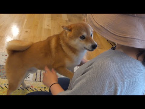 柴犬に数年ぶりに魔法の言葉を唱えたら可愛さで悶絶しました。。(YouTube)
