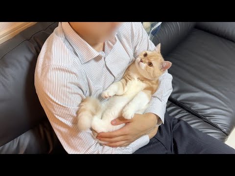 出張から帰ってきた飼い主と２週間ぶりに再会した猫がこうなっちゃいました…(YouTube)