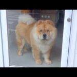 看板犬をオープンするカフェに連れてきました(YouTube)