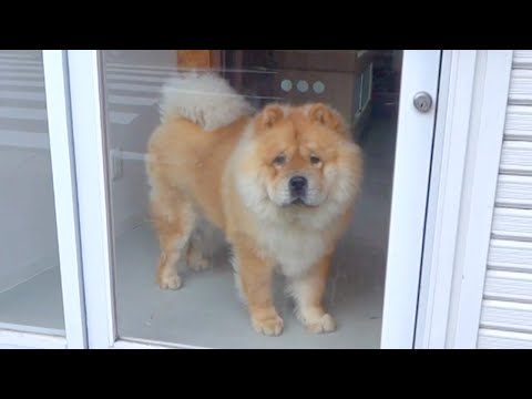 看板犬をオープンするカフェに連れてきました(YouTube)