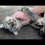 湖畔でくつろぐ長毛のキジトラ猫をモフると無防備なポーズになった(YouTube)