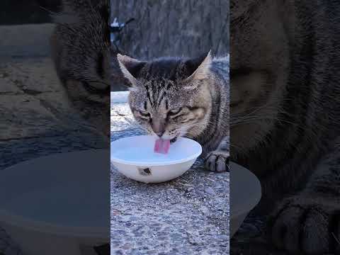 寝そべったまま水を飲む猫w　 #猫 #野良猫 #野郎が撮った猫動画(YouTube)