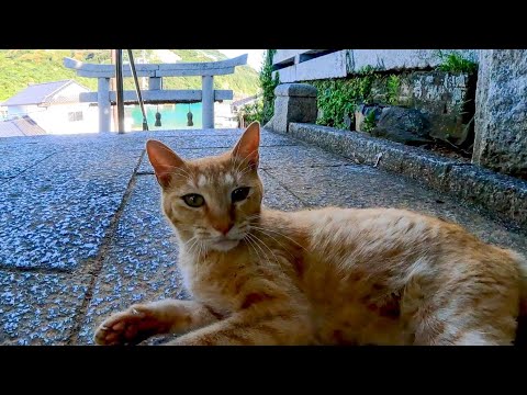 神社の日陰で猫と戯れる(YouTube)