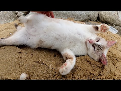 海の岩場で暮らすシャムっクス猫が砂浜で転げ回ってリラックスする(YouTube)