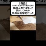 【奇蟲】ムカデしか食べない蛇のために餌用ムカデを買って開封してみたら中身が衝撃的だった(YouTube)