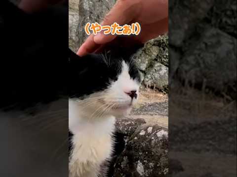 案内してくれるも、撫で撫で要求されて全然進まないw #shorts(YouTube)