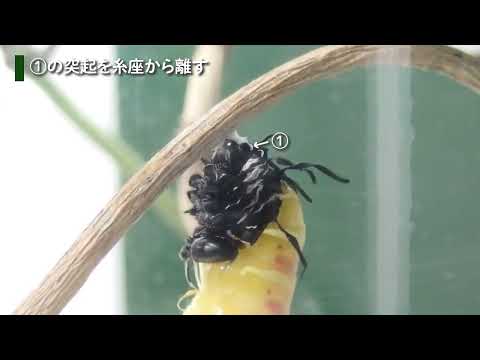 オオゴマダラの糸座（ぶら下がる土台）：多摩動物公園(YouTube)