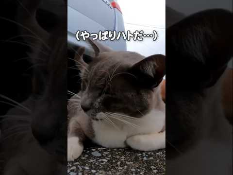 鳴き声がどう考えてもハトで可愛い#shorts(YouTube)
