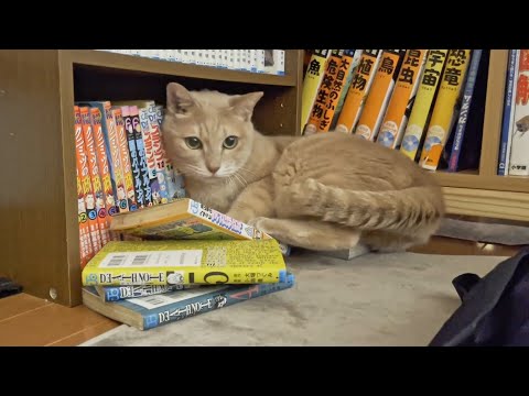 息子の本棚にヤバいものがないかガサ入れする猫(YouTube)