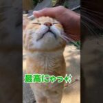 「撫でて!」という眼差しの猫が可愛い…(YouTube)
